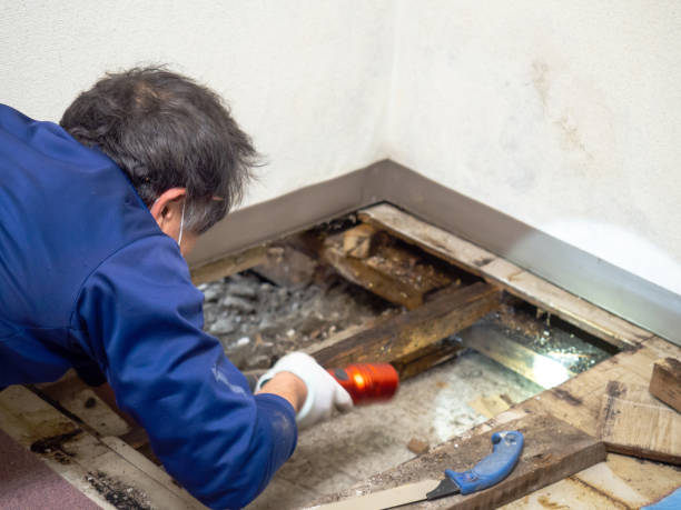 Best Mold Remediation  in White City, OR