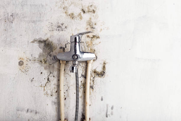 Best Toxic Mold Removal  in White City, OR