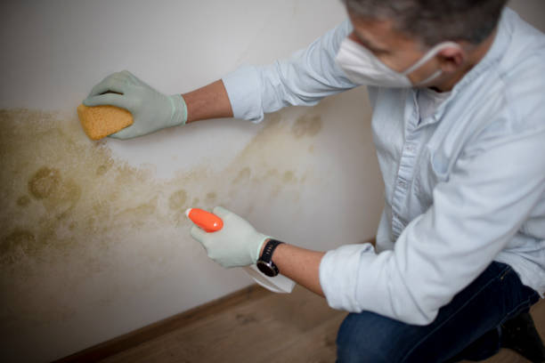 Best Commercial Mold Removal  in White City, OR