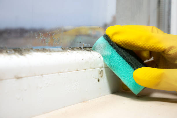 Professional Mold Removal in White City, OR
