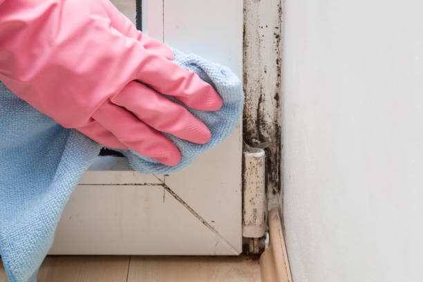 Crawl Space Mold Removal in White City, OR