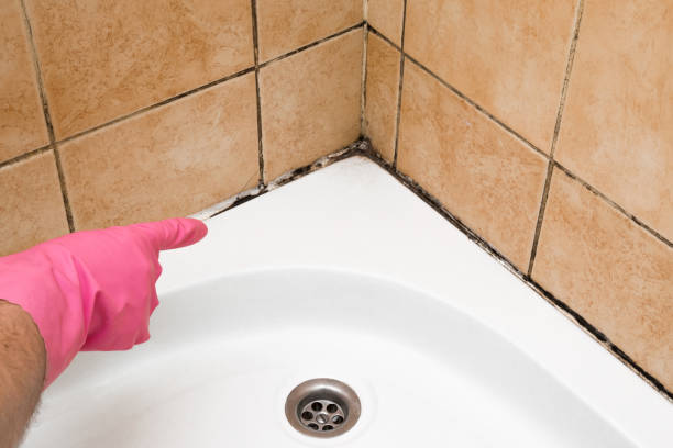Best Fast Mold Removal  in White City, OR